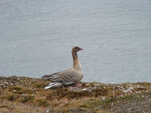 ������������� ��������